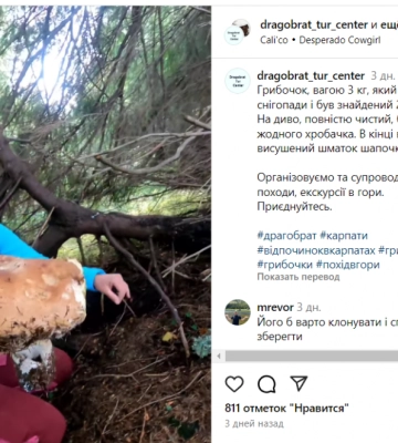На Закарпатті туристи знайшли гігантського гриба. Фото