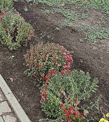 У миколаївському сквері «Ради Європи» вандали понівечили клумби – їх спробують знайти по камерам відеоспостереження