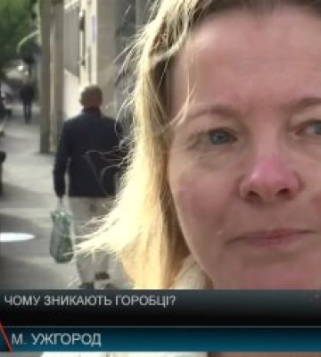 Чому зникають горобці на Закарпатті? (відео)