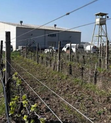 Виноробня на Одещині збільшила урожайність винограду вдвічі