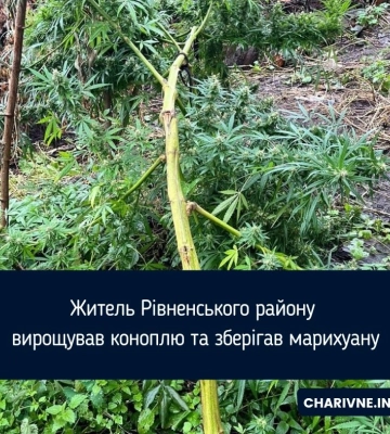 Житель Рівненського району вирощував коноплю та зберігав марихуану
