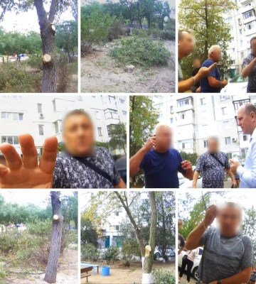 У Миколаєві мешканці самовільно спиляли дерева: голову ОСББ оштрафовали