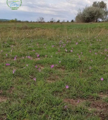 На півдні Одещини восени розквітли рідкісні квіти