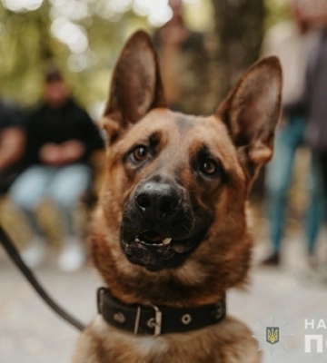 На Волині собаки «лікували» поранених воїнів 