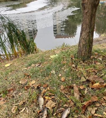 Стоки забруднили водойму в дитячому парку «Казка» в Сумах