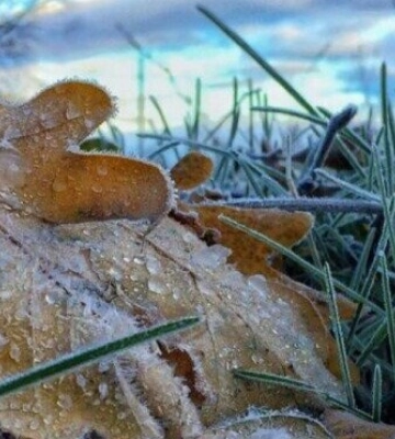 У Львові синоптики прогнозують заморозки