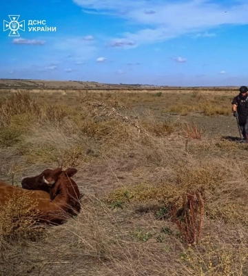 На Миколаївщині пастух випасав худобу на замінованому полі: чотири корови підірвалися