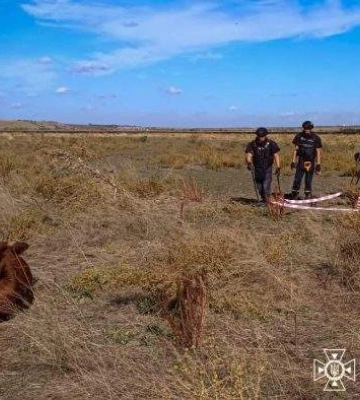 На Миколаївщині пастух випасав худобу на замінованому полі, в результаті детонації підірвались 4 корови