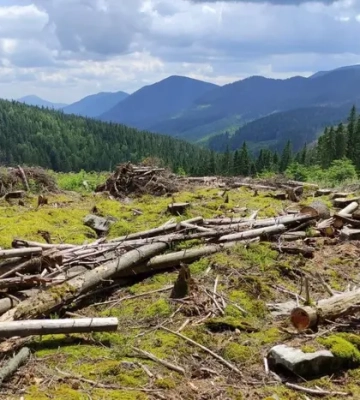 Площа шести міст України. Стало відомо, скільки га дерев вирубано в Карпатах