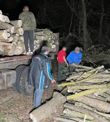 Вирубали лісу на два мільйони гривень - на Кіровоградщині викрито злочинну групу. ФОТО