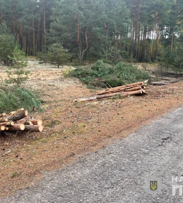 Факт незаконної вирубки лісу зафіксувала поліція Волинської області. ФОТО