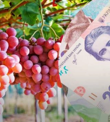 Український виноград подорожчав через зменшення пропозиції: актуальні ціни
