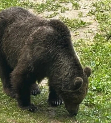 Вероятно, переплыл Тису: на Закарпатье пограничники зафиксировали бурого медведя