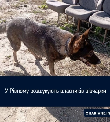 У Рівному розшукують власників вівчарки