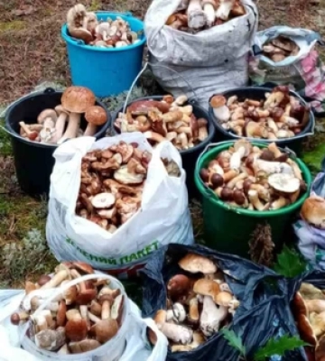 Наче холодець: «Желейного» гриба знайшли на Рівненщині (ФОТО)