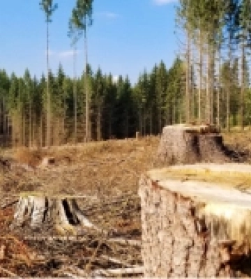 На Кіровоградщині незаконна порубка дерев завдала збитки довкіллю на суму понад два мільйони гривень