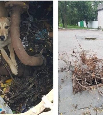 На Одещині з відкритого люку врятували собаку