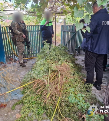 Трохи для себе: у Білгород-Дністровському районі чоловік доглядав цілу плантацію конопель