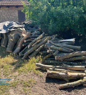 У Миколаєві судитимуть чорних лісорубів