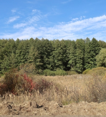 Тысячи гектаров «ничейных» лесов нашли на Харьковщине: ГП хочет их себе