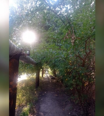 У Дніпрі знайшли аналог відомого “тунелю кохання”