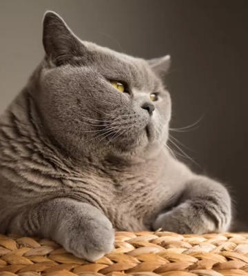 Скільки коштує утримання кота