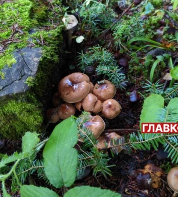 Дожди и заморозки: прогноз погоды на сегодня