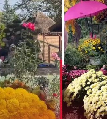 Бал хризантем открыли в экопарке под Харьковом (видео)
