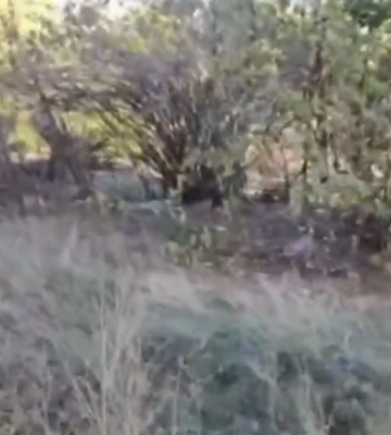 Не убирают два года - горожане сняли видео о бездеятельности оккупантов в Мелитополе (видео)