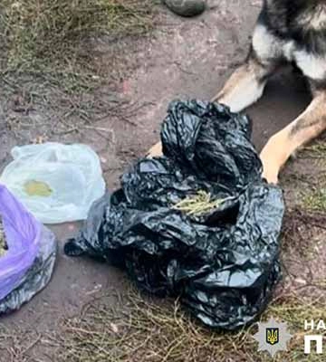 Двох жителів Полтавщини підозрюють у причетності до незаконного обігу наркотиків