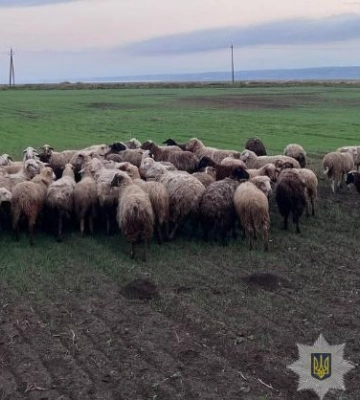Зухвале пограбування — на Одещині двоє чоловіків за день викрали більше сотні овець