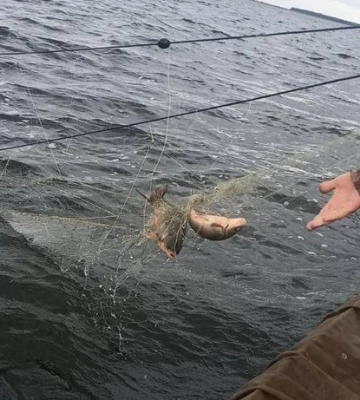 З водосховища на Полтавщині дістали понад пів кілометра браконьєрських сіток