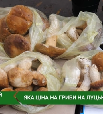 Де на Волині можна назбирати цілий віз грибів 