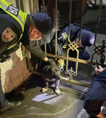 У Києві врятували собаку з залізної пастки