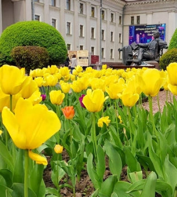 «Золоті» тюльпани: у скільки обійдеться краса на клумбах Рівного?