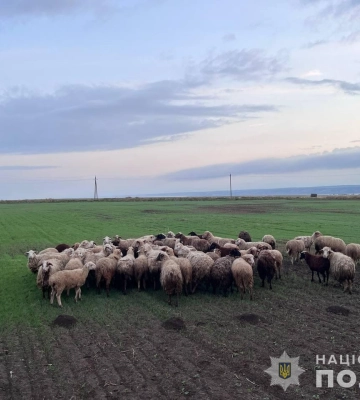 На Одещині повідомлено про підозру злодюгам, які викрали цілу отару овець, - поліція