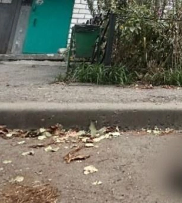 На Полтавщині чоловік стріляв із гвинтівки у котів