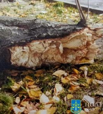Колишнім працівникам дитсадка в Кременчуці висунули підозри через три роки після того, як дерево вбило дитину