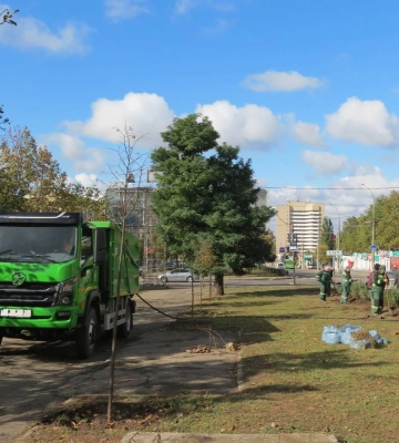 «Миколаївські парки» висадили по місту частину кущів, які придбали за ₴2,5 млн