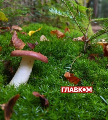 Украина встречает 20 октября с заморозками и дождями: прогноз погоды на сегодня