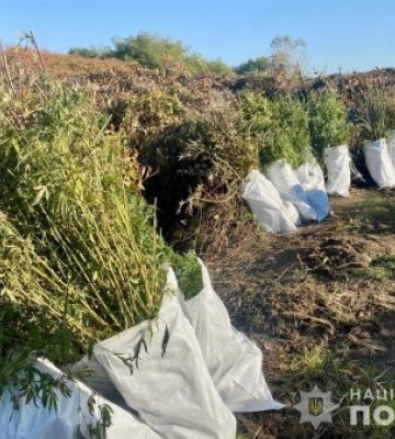 Поліція викрила групу осіб, які виростили плантацію конопель та виготовили наркотиків на майже 800 тисяч гривень