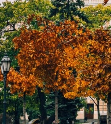 Завтра в Одесі без опадів, вдень 12-14°С тепла