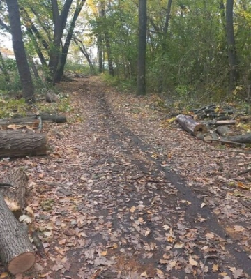 В лісгоспі назвали причину вирубки дерев у Тунельній балці в Дніпрі