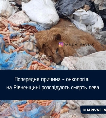 Попередня причина - онкологія: на Рівненщині розслідують смерть лева