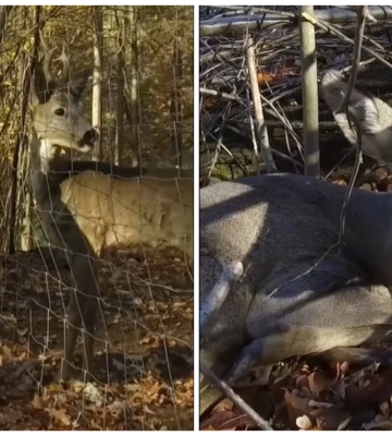 Косуля с уникальной судьбой поселилась под Харьковом (видео)