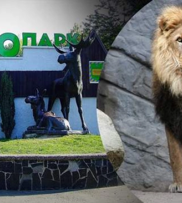 &quot;Дольше львы не живут&quot;: стало известно, откуда взялся лев на свалке завода на Ровенщине