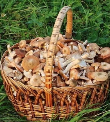 Скільки коштують опеньки у Луцьку 