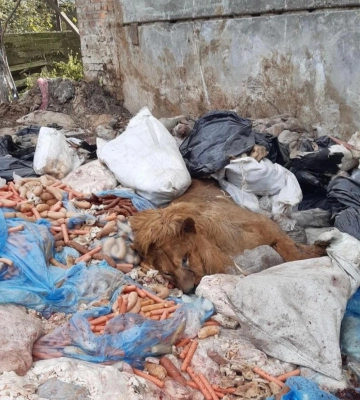Левиця, яку знайшли на звалищі на території Костопільського заводу  - з Рівненського зоопарку