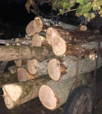 На Одещині правоохоронці виявили незаконне перевезення та зберігання деревини