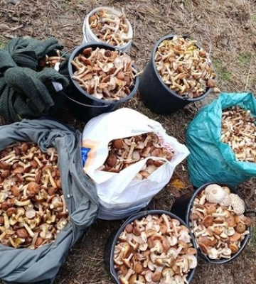 У лісі на Волині знайшли дитячу голову 